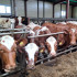 В Коми сохраняется тренд на рост продуктивности в молочном и мясном скотоводстве