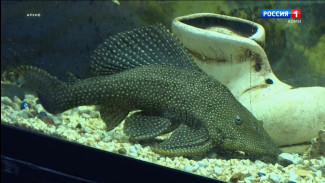 Открыт набор детей в объединение "Аквариумистика"