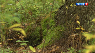 Куда обращаться за помощью в случае пропажи человека
