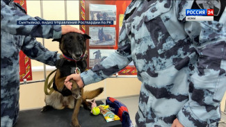 Впервые в Сыктывкаре медалью Росгвардии наградили минно-розыскную собаку