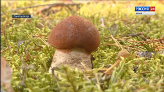 Что уже успели собрать грибники и стоит ли ожидать лесной урожай в ближайшие дни