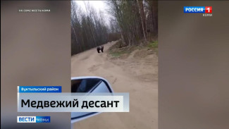 На вуктыльском кладбище поселились медведи