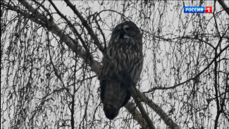 В Сыктывкаре заметили сову