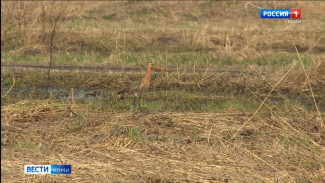 Орнитологи коми научного центра подводят итоги весенних экспедиций 