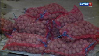 Минсельхоз Коми в этом году проведет отбор заявок на возмещение затрат на реализацию картофеля