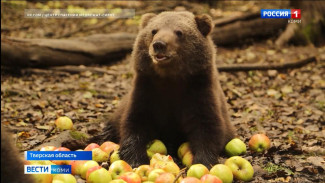Медведица Кира готовится вернуться на родину