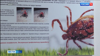 Клещи в Коми пока не уходят в спячку