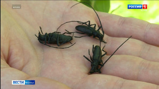 В удорском лесу введён карантин