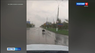 Жители Коми сообщают о выходе медведей