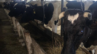 Коровы, благополучно перевезенные из Вуктыльского района на ферму СПК «Княжпогостский», уже окрепли и стабильно набирают вес