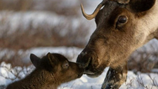 В оленеводческих хозяйствах Республики Коми идёт отельная кампания