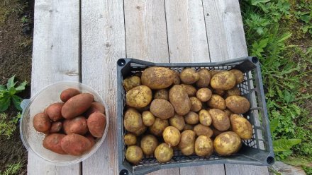 Минсельхоз Коми дважды проведет отбор заявок на возмещение затрат на реализацию картофеля