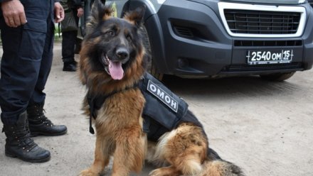 Росгвардейцы кинологи и их четвероногие питомцы отмечают профессиональный праздник 