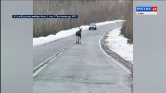 На трассе в Усть-Куломском районе водители встретили лося