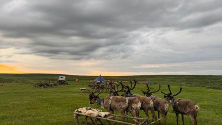В Коми проходит плановая вакцинация оленей