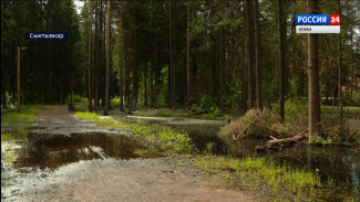 Беличий парк в столице Коми можно осушать только крайне осторожно