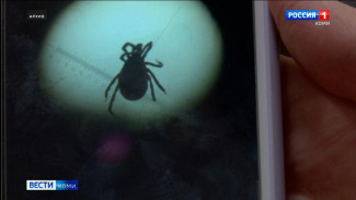 За минувшую неделю за медицинской помощью по поводу укусов клещей в республике обратились 316 человек