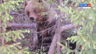 В связи с участившимися выходами медведей к населённым пунктам организовано патрулирование