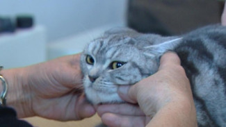 В период новогодних каникул на территории Коми будет организовано дежурство ветеринаров