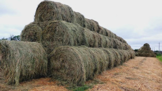 В Коми подводят итоги уборочной и кормозаготовительной кампаний