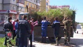На шести улицах Сыктывкара высадят липы, рябины, березы и клены