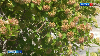 Синоптики Коми подвели итоги лета 