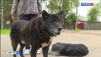 Депутаты Госдумы одобрили законопроект, предписывающий наказание за неправильное содержание домашних животных