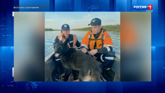 Муниципальные спасатели выручили собаку, которая застряла на правом берегу Сысолы