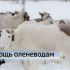 Поддержка оленеводства в Коми увеличится на 57%