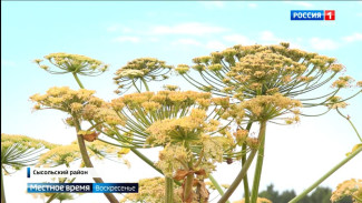 Традиционный «День поля» в этом году провели сразу в двух районах - Сысольском и Корткеросском