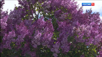 Специалисты Минсельхоза не рекомендуют обрабатывать препаратами плодово-ягодные растения в период их цветения