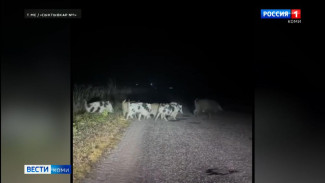 Происшествия в Республике Коми 28.10.2025 