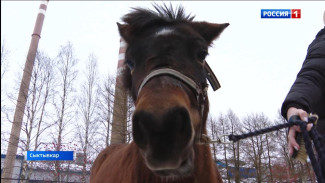 В зоопарке Республиканского центра экологического образования появилась пони с необычной кличкой — «Мазда»