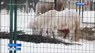 Республиканский центр экологического образования принимает ёлки на переработку