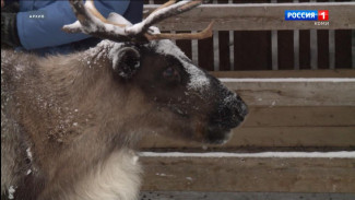 Акция «Новогодняя ёлка: Жизнь после праздника» пройдет в Ухте и Сосногорске