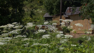 В Коми продолжается борьба с распространением борщевика