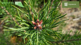 29 сентября в рамках акции «Сохраним лес» будет высажено 4 тысячи деревьев