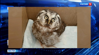 Волонтеры из Коми помогли мохноногому сычу