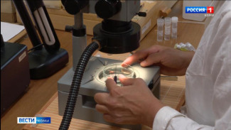 В Республике Коми бесплатно проводят исследования клещей на наличие опасных инфекций 