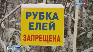 В Коми более пяти тысяч ёлок заготовлено легально