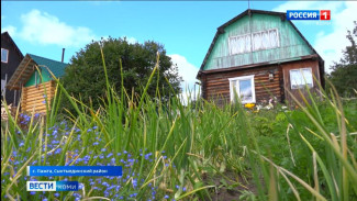 Как обстоят дела в огородах у сыктывдинцев?