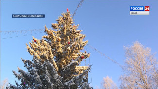Что нужно знать, чтобы, срубив ёлочку, не стать нарушителем закона?