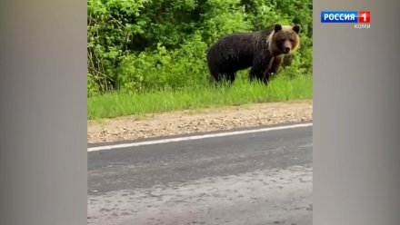 В Минприроды Коми рассказали, что делать при встрече с диким зверем