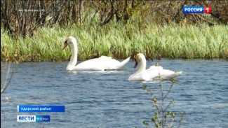 Лебеди продолжают путешествовать по территории Республики Коми