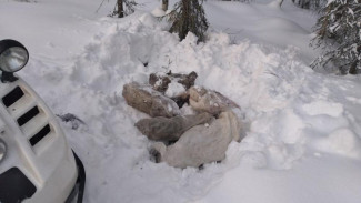 Полицейскими Усть-Цилемского района установлен подозреваемый в краже оленей