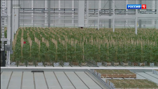 В Усинске планируют построить тепличный комплекс для выращивания овощей 