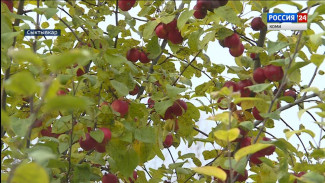 Учёные Института агробиотехнологий завершают полевой сезон