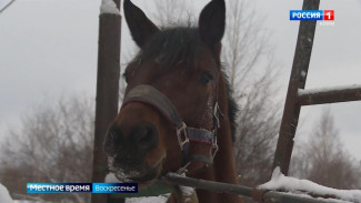 В конном центре Аврора живет рыжая красавица Скорпи