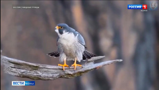 Орнитологи Коми научного центра подводят итоги весенних экспедиций
