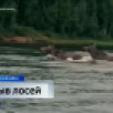 Лоси устроили парный заплыв на Печоре